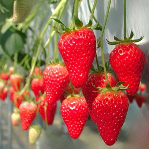  c y͕P iЂ߁jz 3|bgc   ͔| ƒ؉ N