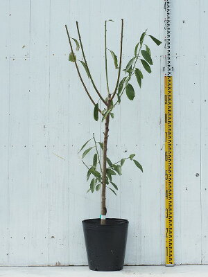 楽天市場 近代果樹 アーモンド 苗木の専門店 グリーンでｇｏ