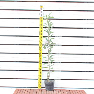 R c y}̗YiIXjz 1N ڂ |bgc ܂ c V{c[  ʎ ʎc