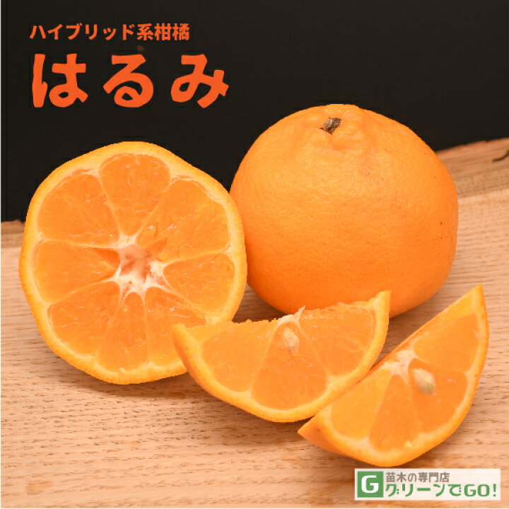楽天市場】みかん 苗木 【はるみ ［登録品種］】 3年生 接ぎ木 約1.0m 