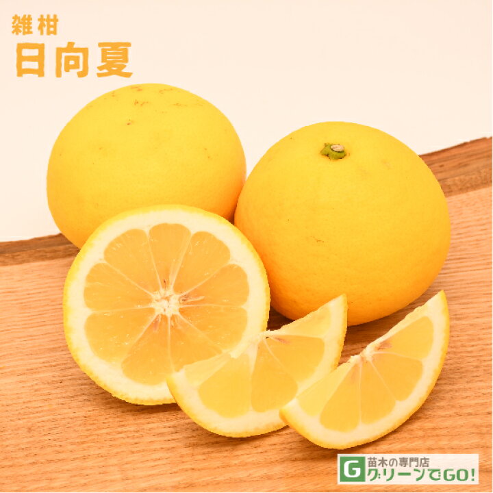 楽天市場】オレンジ 苗木 【日向夏 （ひゅうがなつ）】 3年生 接ぎ木 