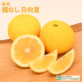 オレンジ 苗木 【種無し 日向夏 （ひゅうがなつ）】 1年生 接ぎ木 ポット苗 ニューサマーオレンジ 苗 常緑 果樹 柑橘 柑橘苗木 果樹苗木