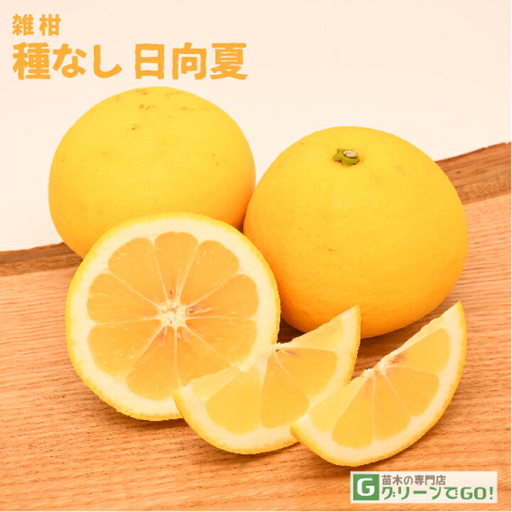 楽天市場】◇送料無料◇ オレンジ 苗木 【種無し 日向夏 （ひゅうが 