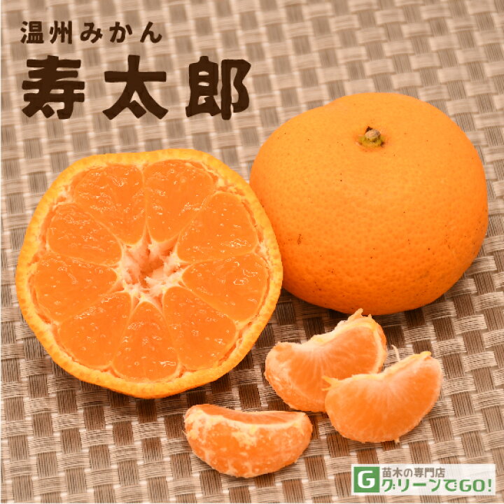 楽天市場】みかん 苗木 【寿太郎 （じゅたろう）】 3年生 接ぎ木 約1.0 