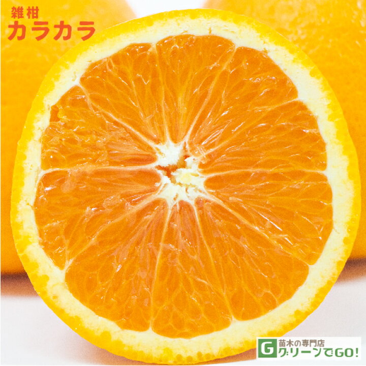 楽天市場 オレンジ 苗木 カラカラ 2年生 接ぎ木 大苗 ピンクネーブル カラカラオレンジ 蜜柑 みかん 雑柑 苗 常緑 果樹 柑橘 柑橘苗木 果樹苗木 苗木の専門店 グリーンでｇｏ