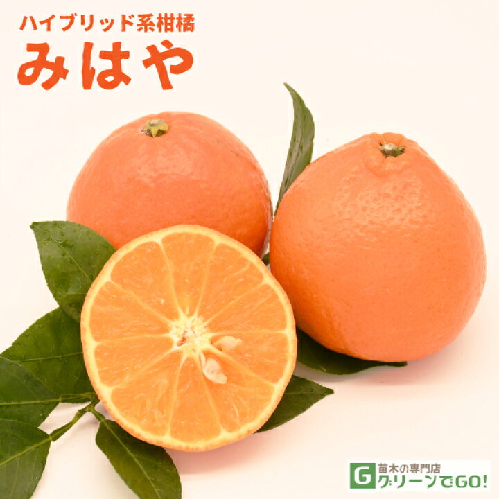 楽天市場 みかん 苗木 みはや 登録品種 2年生 接ぎ木 約0 9m 大苗 蜜柑 温州 苗 常緑 果樹 柑橘 柑橘苗木 果樹苗木 苗木の専門店 グリーンでｇｏ