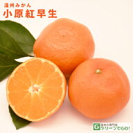みかん 苗木 【小原紅早生 （おばらべにわせ）】 3年生 接ぎ木 約1.0m 大苗 蜜柑 温州 苗 常緑 果樹 柑橘…
