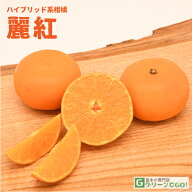 ■優良2年生大苗■ みかん 苗木 【麗紅 （れいこう） ［登録品種］】 2年生大苗 接ぎ木 蜜柑 温州 苗 常…
