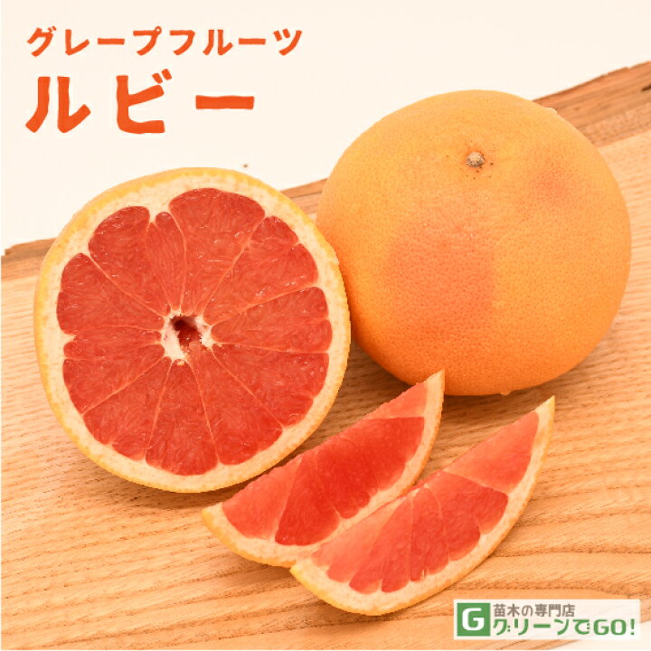 楽天市場】□優良2年生大苗□ グレープフルーツ 苗木 【ルビー】 2年生 