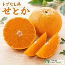 楽天市場】トゲなし せとかの通販