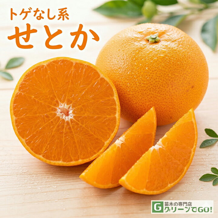 楽天市場 せとか 苗木 せとか 登録品種 2年生 接ぎ木 約0 9m 大苗 蜜柑 みかん 温州 苗 常緑 果樹 柑橘 柑橘苗木 果樹苗木 苗木の専門店 グリーンでｇｏ
