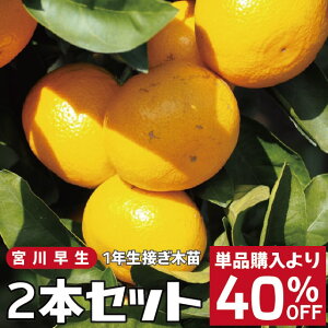 みかん 苗木の人気商品 通販 価格比較 価格 Com みかん 苗木の人気商品 通販 価格比較 価格 Com