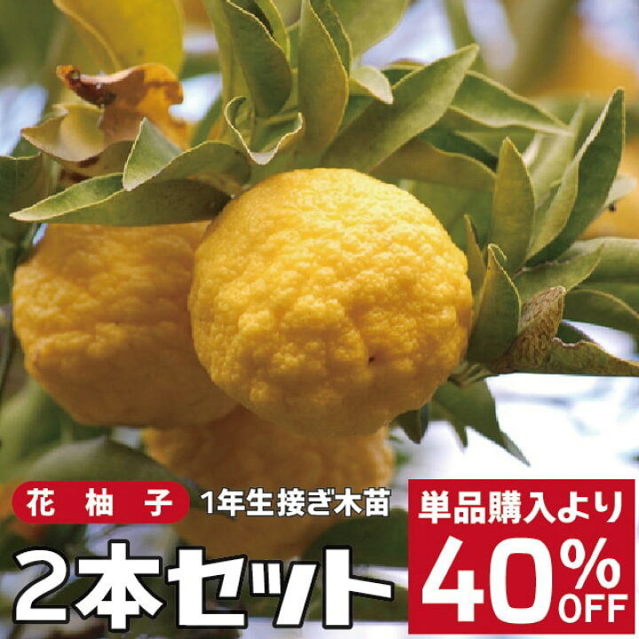 楽天市場 2本セット 単品購入より 40 Off ゆず 苗 花柚子 ハナユズ 1年生 接ぎ木苗 2本セット 一才柚子 ハナユ 苗木 常緑 果樹 柑橘 香酸柑橘 柑橘苗木 果樹苗木 苗木の専門店 グリーンでgo 楽天市場 2本セット 単品購入より 40 Off ゆず 苗 花柚子 ハナユズ 1年生 接ぎ木苗 2本セット 一才柚子 ハナユ 苗木 常緑 果樹 柑橘 香酸柑橘 柑橘苗木 果樹苗木 苗木の専門店 グリーンでgo