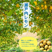 楽天市場】レモン 苗木 3年の通販