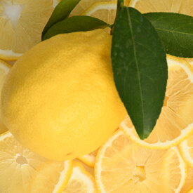 楽天市場 苗物 種類 植物 レモン ガーデニング 農業 花 ガーデン Diy の通販