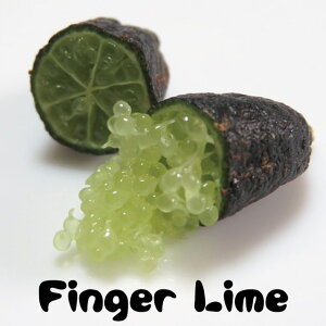 tBK[ C c ytBK[C _[Ghz 1N J^` ږؕc C X̃LrA c ʎ k _k ʎc