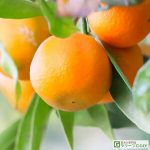 ݂ c ycB i킾񂵂イjz 1N ڂ |bgc  B c  ʎ k kc ʎc