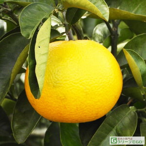 ͂ c y55z 3N ڂ 1.0m c nbTN 55  U u^ U{ c  ʎ k kc ʎc