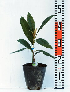 r c y팎 iꂢjz 1N ڂ |bgc f c V{c[ Ήʎ ʎc