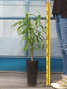 [yVsX艿i] OGO!H̃K[fjOՁ ԓ c yЂȂ̂ mo^inz 2N ڂ c ͂Ȃ c  V{c[  ʎc