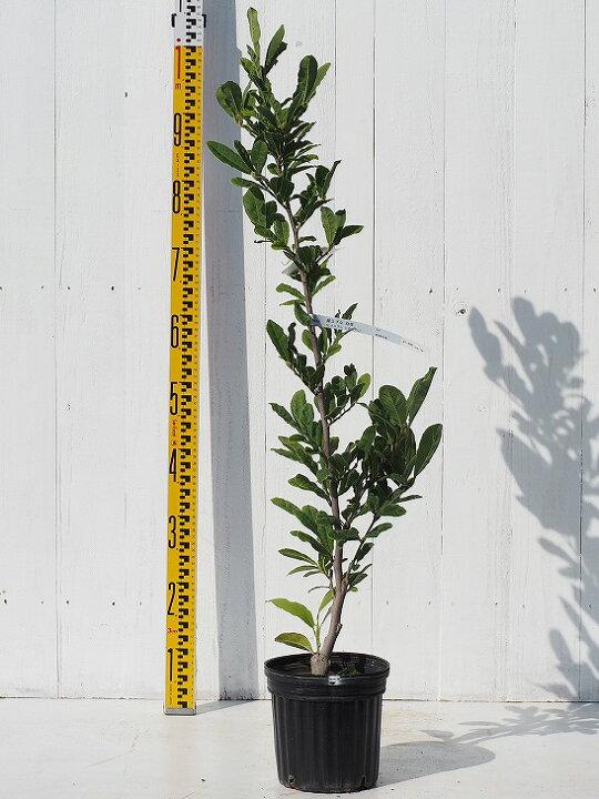 楽天市場 コブシ 苗 白花 姫コブシ ポット苗 姫こぶし シデコブシ こぶしの木 辛夷 苗木 植木 花木 庭木 シンボルツリー 雑木 落葉樹 高木 苗木の専門店 グリーンでｇｏ