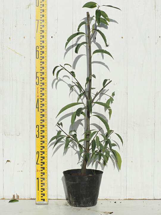 楽天市場 送料無料 シラカシ 苗 樫の木 シラカシ 5号ポット苗 ニーム小袋付き 白樫 かしの木 苗木 どんぐり の き 植木 庭木 生垣 目隠し 防風林 常緑樹 高木 北海道 沖縄は送料無料適用外です 苗木の専門店 グリーンでgo 楽天市場 送料無料 シラカシ 苗 樫の木 シラカシ 5号ポット苗 ニーム小袋付き 白樫 かしの木 苗木 どんぐり の き 植木 庭木 生垣 目隠し 防風林 常緑樹 高木 北海道 沖縄は送料無料適用外です 苗木の専門店 グリーンでgo