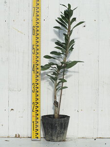  R c y}̗YiIXjz 1N ڂ |bgc ij[ܕtj ܂ c V{c[  ʎ ʎc kCE͑KpOłB