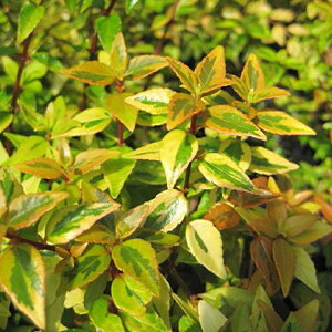  AxA c yJChXR[v mo^inz 4|bgc ij[ܕtj ni]mcNolEcM c A Ԗ  _ ډB OhJo[ Ύ  k