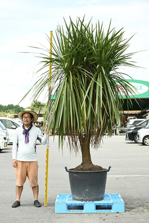 楽天市場】【現品発送 ※銀行振込のみ】 観葉植物 ドラセナ 苗木 【青 