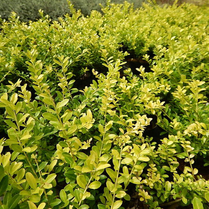 楽天市場 送料無料 植木 ツゲ 苗 イヌツゲ ゴールデンジェム 矮性 4号ポット苗 ニーム小袋付き 柘植 苗木 庭木 生垣 目隠し グランドカバー 常緑樹 低木 北海道 沖縄は送料無料適用外です 苗木の専門店 グリーンでｇｏ