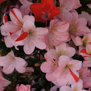 さつき 盆栽 植木の通販 価格比較 価格 Com
