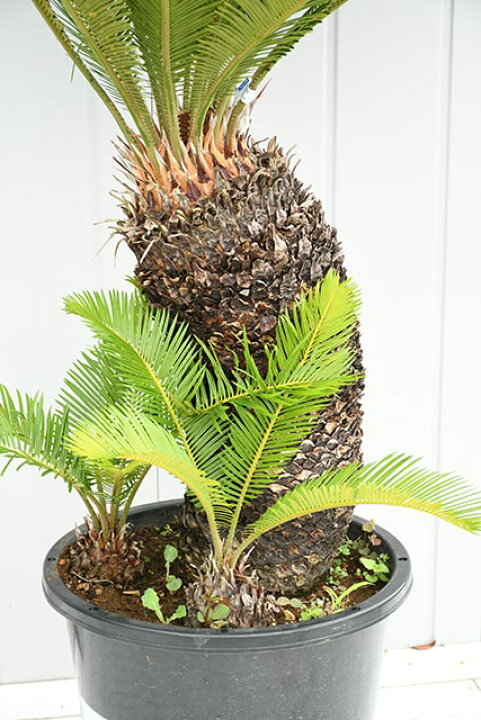 楽天市場】【現品発送】 ソテツ 苗 【蘇鉄 （そてつ）】 鉢植え 南国風 