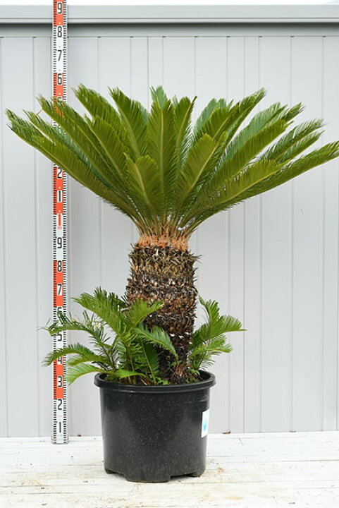 楽天市場】【現品発送】 ソテツ 苗 【蘇鉄 （そてつ）】 鉢植え 南国風  