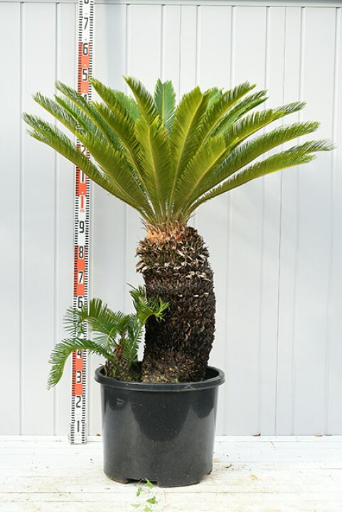 楽天市場】【現品発送】 ソテツ 苗 【蘇鉄 （そてつ）】 鉢植え 南国風 