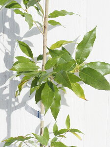 ◆まとめ買い割引 10%OFF◆ ウラジロガシ 苗 【樫の木 ウラジロガシ】 3〜5号ポット苗×18本セット 裏白樫 かしの木 どんぐり の き 苗木 植木 庭木 生垣 目隠し 防風林 落葉樹 高木