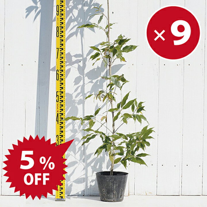 楽天市場】◇まとめ買い割引 5％OFF◇ ウラジロガシ 苗 【樫の木 