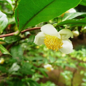 ◆まとめ買い割引 5%OFF◆ 茶の木 苗 【やぶきた茶】 5号ポット苗×9本セット やぶ北 お茶 苗木 植木 花木 庭木 生垣 目隠し 茶葉 常緑樹 低木