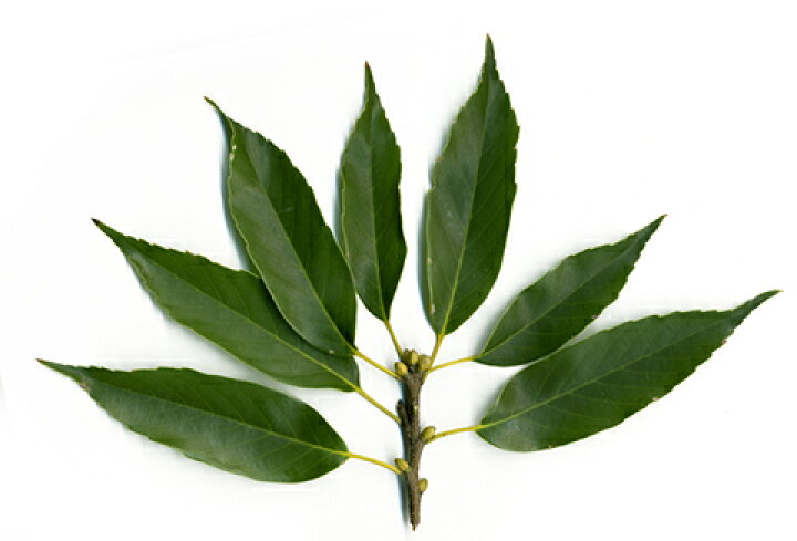 楽天市場 送料無料 シラカシ 苗 樫の木 シラカシ 5号ポット苗 ニーム小袋付き 白樫 かしの木 苗木 どんぐり の き 植木 庭木 生垣 目隠し 防風林 常緑樹 高木 北海道 沖縄は送料無料適用外です 苗木の専門店 グリーンでgo 楽天市場 送料無料 シラカシ 苗 樫の木 シラカシ 5号ポット苗 ニーム小袋付き 白樫 かしの木 苗木 どんぐり の き 植木 庭木 生垣 目隠し 防風林 常緑樹 高木 北海道 沖縄は送料無料適用外です 苗木の専門店 グリーンでgo