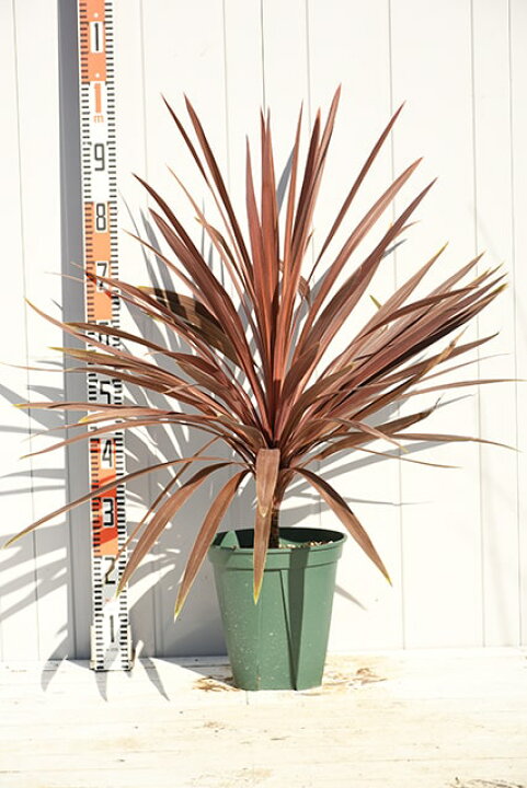 楽天市場 観葉植物 ドラセナ 苗 赤ドラセナ 約0 9m 鉢植え コルジリネ ニオイシュロラン 苗木 植木 庭木 シンボルツリー 常緑樹 中木 苗木の専門店 グリーンでｇｏ