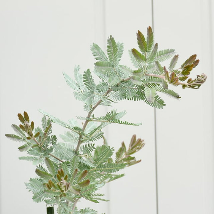 楽天市場 ミモザ 苗 銀葉アカシア プルプレア 約1 3m 大苗 プラスチック鉢植え苗木 庭木 落葉樹 ギンヨウアカシア ゴールデンミモザ シンボルツリー 苗木の専門店 グリーンでgo 楽天市場 ミモザ 苗 銀葉アカシア プルプレア 約1 3m 大苗 プラスチック鉢植え苗木 庭木 落葉樹 ギンヨウアカシア ゴールデンミモザ シンボルツリー 苗木の専門店 グリーンでgo