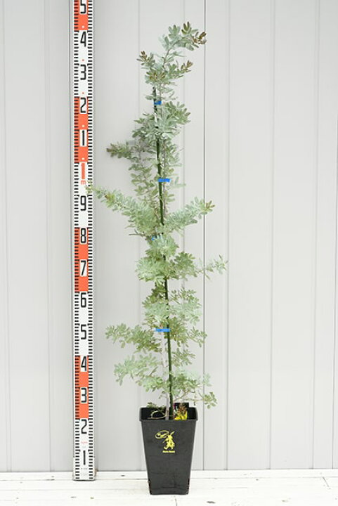 楽天市場 ミモザ 苗 銀葉アカシア プルプレア 約1 3m 大苗 プラスチック鉢植え苗木 庭木 落葉樹 ギンヨウアカシア ゴールデンミモザ シンボルツリー 苗木の専門店 グリーンでgo 楽天市場 ミモザ 苗 銀葉アカシア プルプレア 約1 3m 大苗 プラスチック鉢植え苗木 庭木 落葉樹 ギンヨウアカシア ゴールデンミモザ シンボルツリー 苗木の専門店 グリーンでgo