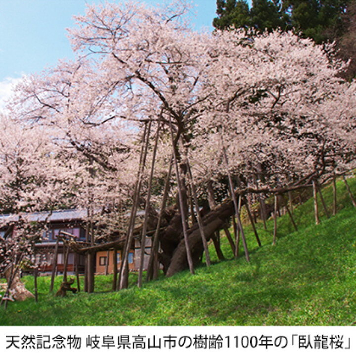 楽天市場 送料無料 桜 苗木 江戸彼岸桜 えどひがんざくら 1年生 接ぎ木苗 ニーム小袋付き 臥龍桜 桜の木 桜の苗木 植木 花木 庭木 シンボルツリー 記念樹 落葉樹 高木 北海道 沖縄は送料無料適用外です 苗木の専門店 グリーンでｇｏ