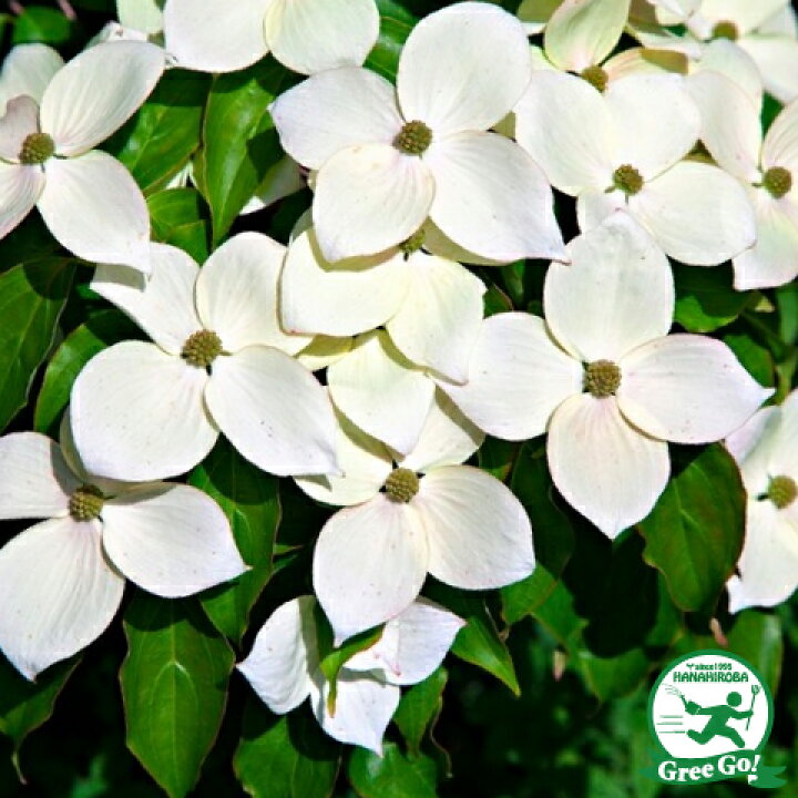 1399円 人気定番の 花木 庭木の苗 ヤマボウシ ミルキーウェイ6号ポット