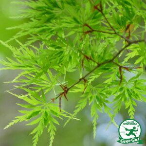 もみじ 苗 盆栽 植木の人気商品 通販 価格比較 価格 Com