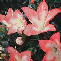 楽天市場】花連の通販