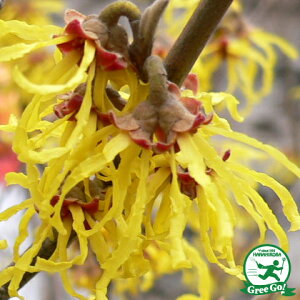 マンサク 苗 【黄花 マンサク】 ポット苗 満作 苗木