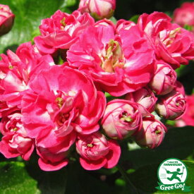 楽天市場 サンザシ 花の通販