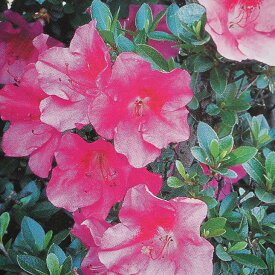 楽天市場 牡丹 種類 植物 ツツジ 植木 ガーデニング 農業 花 ガーデン Diyの通販 楽天市場 牡丹 種類 植物 ツツジ 植木 ガーデニング 農業 花 ガーデン Diyの通販