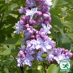 ライラック 苗 【ミシェルブッチャー】 ポット苗 リラの木 ミシェルバックナー