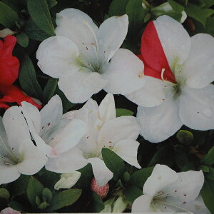  c y̋P iʂ܂̂Ђjz 4|bgc ij[ܕtj c ccW c A Ԗ  _ ډB OhJo[ ~ Ύ  kC